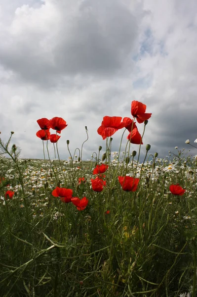 Nahaufnahme Von Schönen Wilden Mohnblumen — Stockfoto