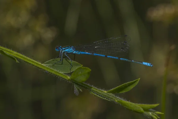 Close Macro View Van Libelle Insect — Stockfoto