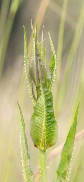 Young Wild Carde Young Dipsacus Fullonum — Stock Photo, Image