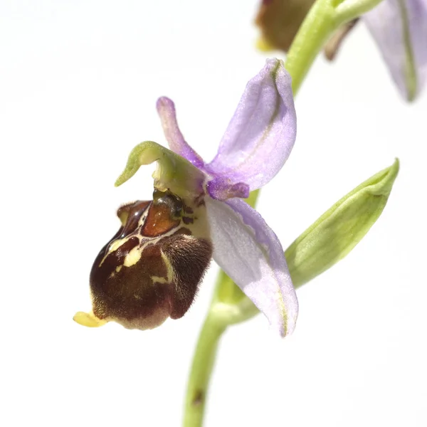 Bienen Ragwurz Ophrys Apifera Orchidee — Stockfoto