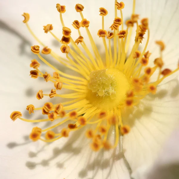 Pistillo Cicatrice Prima Della Fioritura Della Rosa Canina — Foto Stock