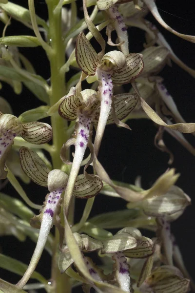 Bock Riemenzunge Himantoglossum Hircinum — Stock fotografie