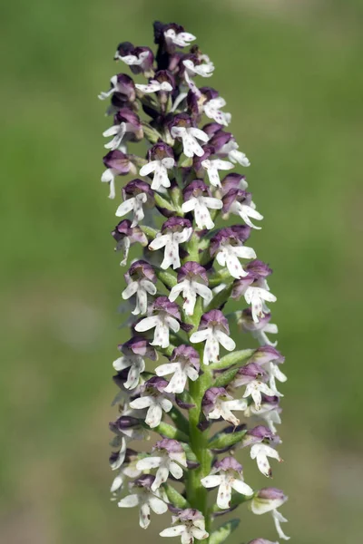 Brand Knabenkraut Orchis Ustulata — Stock Photo, Image