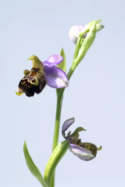 Hummel Ragwurz Ophrys Holoserica Ragwurz Orchidée — Photo