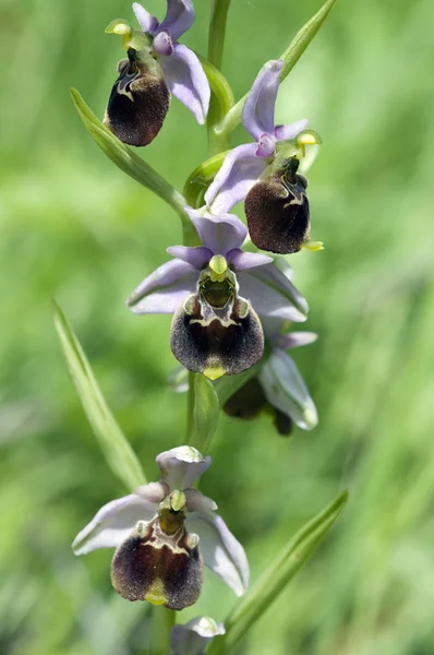 Cypripède Ophrys Holosérica Orchidée Orchidée — Photo