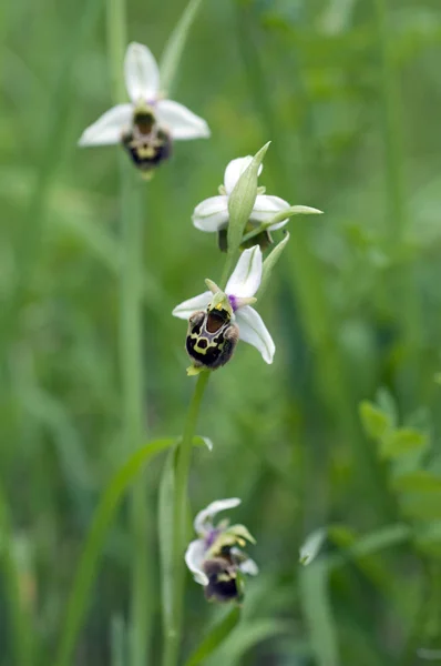 Cypripède Ophrys Holosérica Orchidée Orchidée — Photo