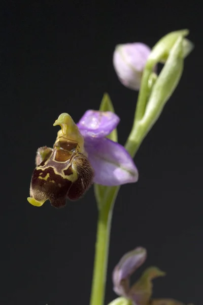 Hummel Ragwurz Ophrys Holoserica Ragwurz Orchidee — Fotografia de Stock