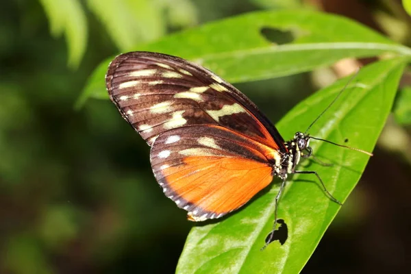 Borboleta Hecale Dourada Longwing — Fotografia de Stock