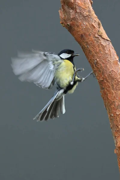 Vista Cênica Belo Pássaro Titmouse — Fotografia de Stock