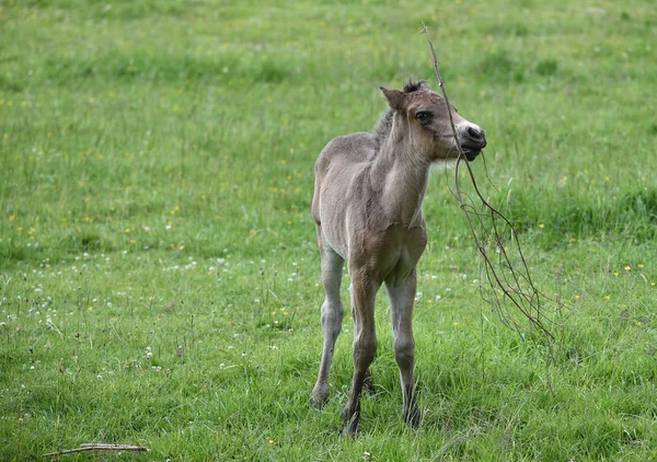 Paardachtige Kudde Grasland Dier Natuur Fauna — Stockfoto