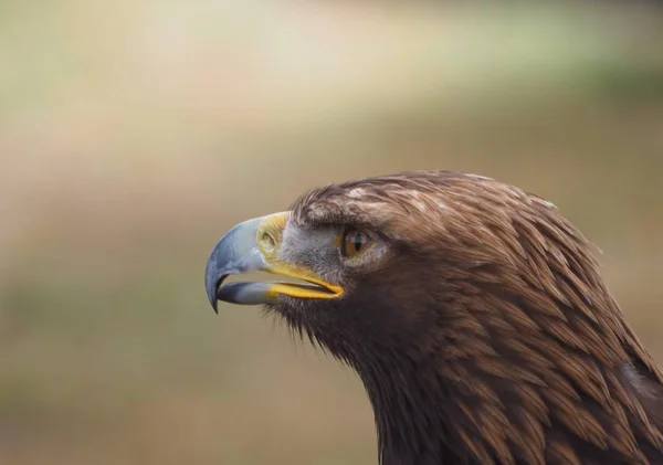 Vue Panoramique Majestueux Aigle Royal Nature Sauvage — Photo