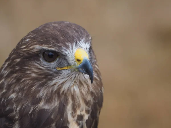 Vue Panoramique Sur Majestueux Prédateur Buzzard — Photo