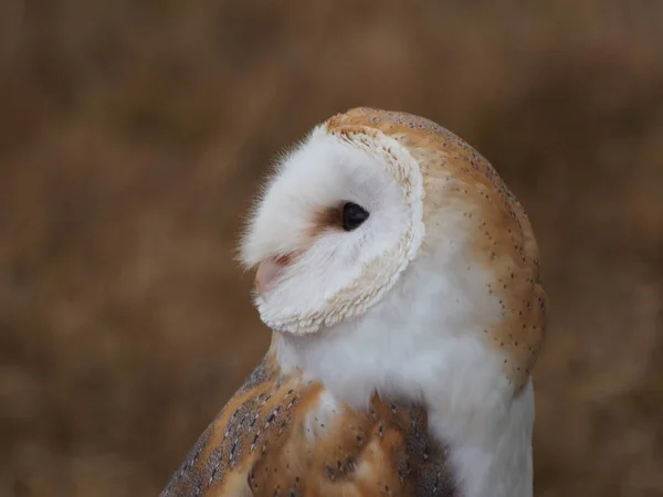 Barn Owl Light Feathers — Stock Photo, Image