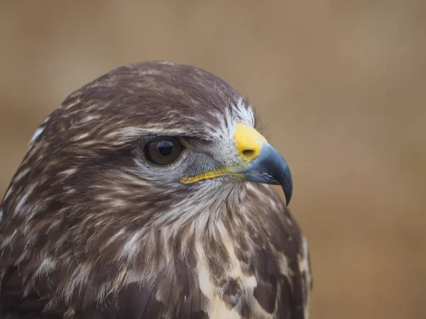 Vue Panoramique Sur Majestueux Prédateur Buzzard — Photo