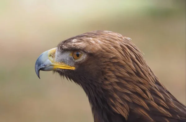 Scenic View Majestic Golden Eagle Wild Nature — Stock Photo, Image