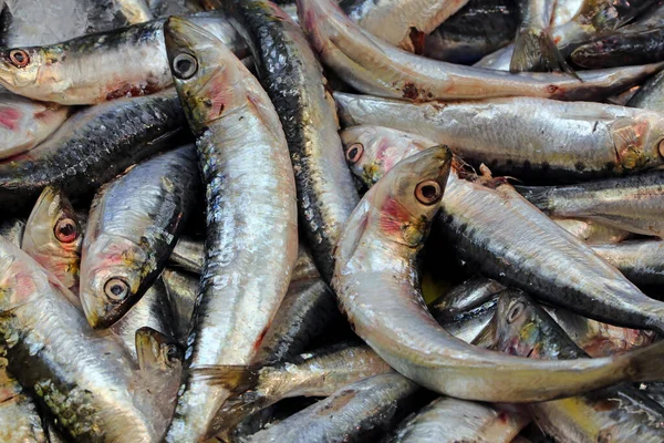 Sardines Sardina Pilchardus Vismarkt — Stockfoto