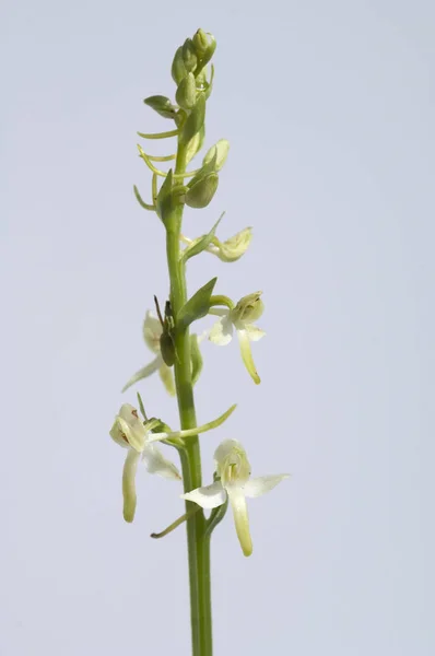 Gruene Waldhyazinthe Platanthera Chlorantha — Stock Photo, Image