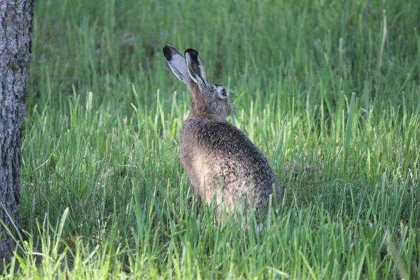 Animali Diversi Attenzione Selettiva — Foto Stock