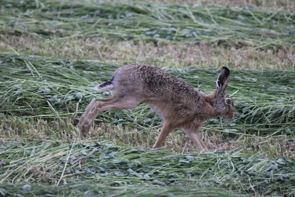 field hare in the elbmarsch