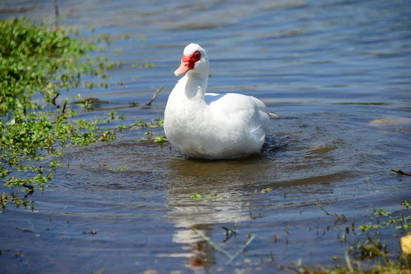 Gênero Aves Aquáticas Bonitas Anser Espanha — Fotografia de Stock