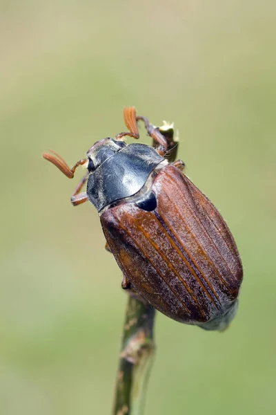 Nahaufnahme Von Insekten Der Natur — Stockfoto