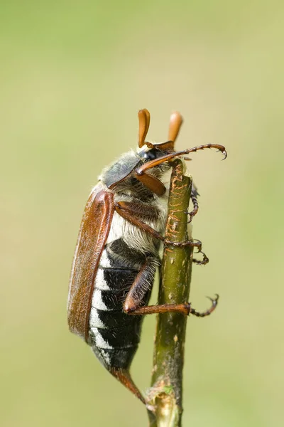Doğadaki Böceğin Yakın Görüntüsü — Stok fotoğraf
