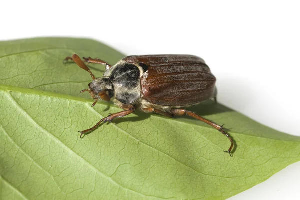 Closeup View Insect Nature — Stock Photo, Image