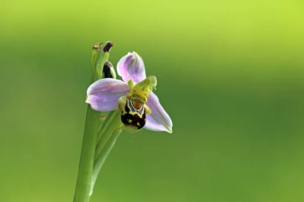 Belles Fleurs Orchidée Fleurissent — Photo