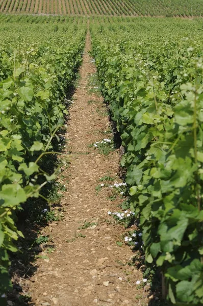 Vineyards Cultivation Grape Vine — Stock Photo, Image