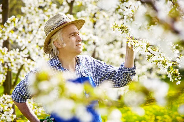 Gardener Comprueba Que Cerezo Florece Críticamente — Foto de Stock