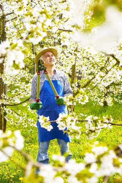 Homem Corte Cereja Árvore Primavera — Fotografia de Stock