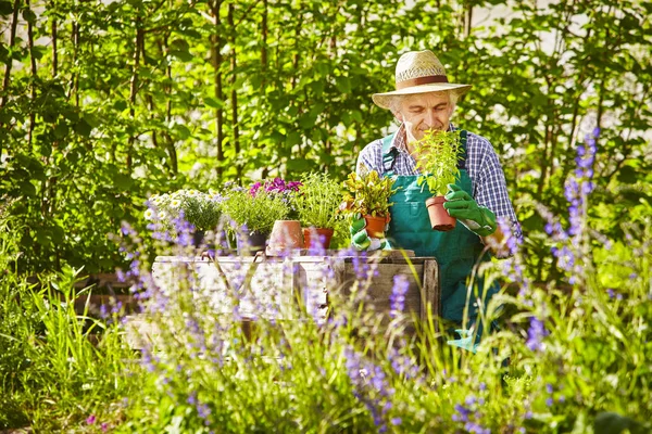 Jardinero Con Sombrero Paja Que Huele Plantas Jardín — Foto de Stock