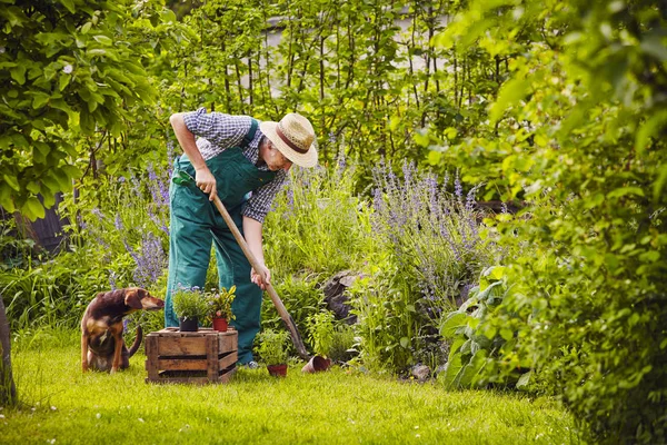 Hombre Jardinería Con Perro — Foto de Stock