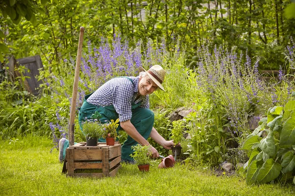 Homem Jardinagem Ajoelhar Para Plantar — Fotografia de Stock