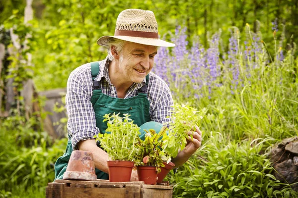Homem Com Chapéu Mudas Jardim — Fotografia de Stock