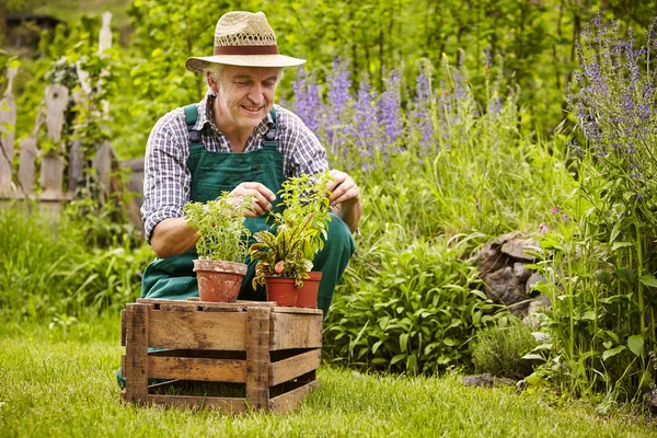 Jardinero Con Plántulas Jardín — Foto de Stock