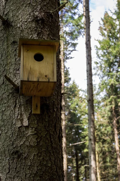 Ein Vogelhaus Wald — Stockfoto