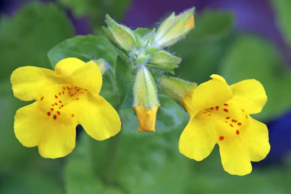 Macro Yellow Jugular Flower Mimulus Luteus — Stock Photo, Image