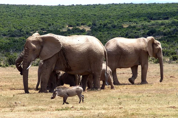 아프리카 사파리 코끼리 — 스톡 사진