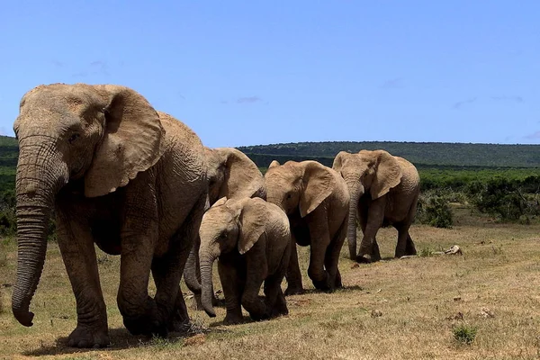 Elefantes Natureza Durante Safari África Sul — Fotografia de Stock