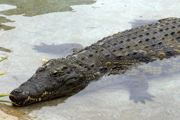 Crocodilo Jacaré Carnívoro Animal — Fotografia de Stock