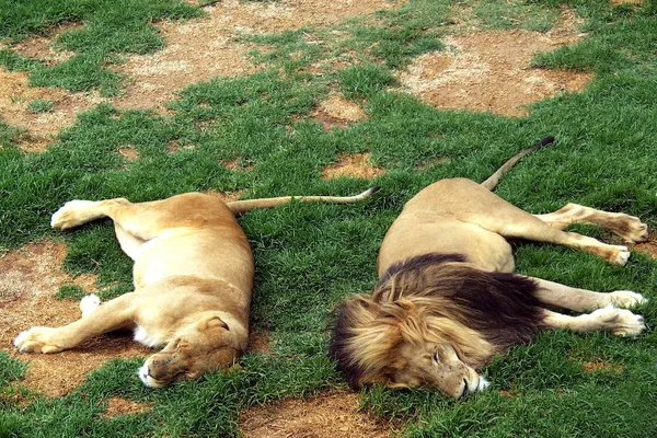 Slapende Leeuwen Safari — Stockfoto