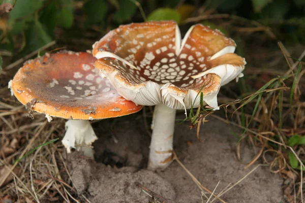 Champignon Champignon Plante Forestière Botanique Flore — Photo