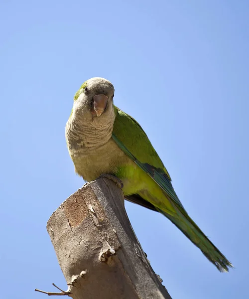 Зеленый Квакер Попугай Дереве — стоковое фото