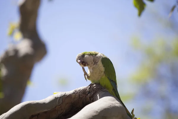 Зеленый Квакер Попугай Дереве — стоковое фото