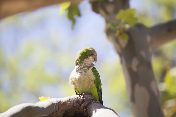 Grüner Quäker Papagei Auf Einem Baum — Stockfoto