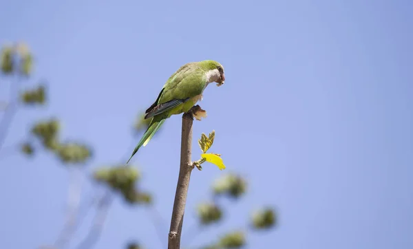 Green Quaker Parrot Tree — Stock Photo, Image