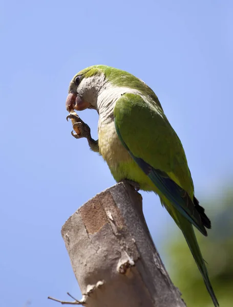 Papagaio Quaker Verde Uma Árvore — Fotografia de Stock