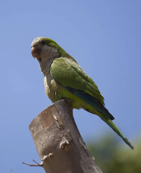 Papoušek Zelený Stromě — Stock fotografie