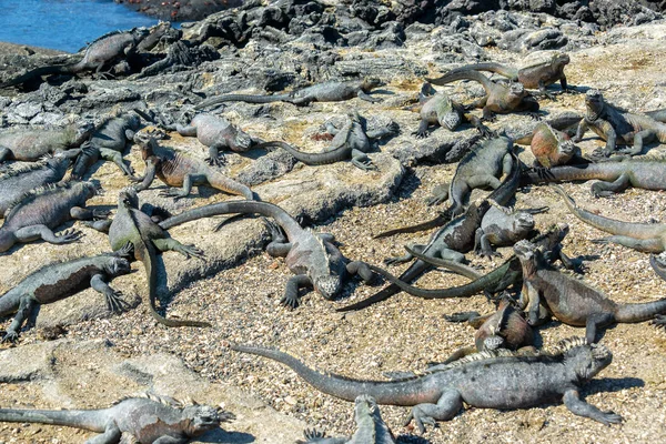 Duża Grupa Morskich Iguan Wyspie Fernandina Wyspach Galapagos Ekwadorze — Zdjęcie stockowe